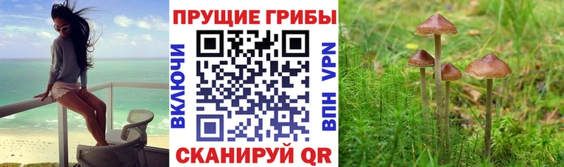 Галлюциногенные грибы Psilocybe  Купить где  Кедровый 